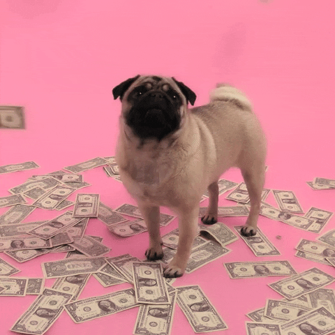 Ein Mops steht in einem rosa Hintergrund in mitten von Geldscheinen, von oben regnen weitere Dollar-Noten.
